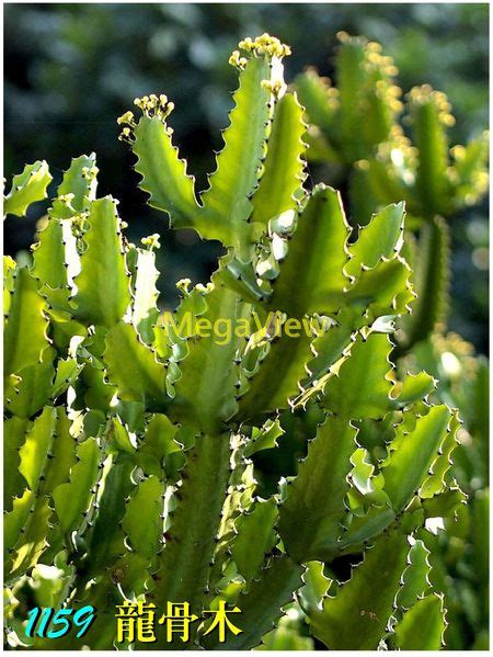 龍骨木|Euphorbia lactea 龍骨木 (霸王鞭、巒雲、大戟乳汁樹。